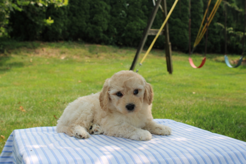 puppy, for, sale, Mini Goldendoodle F1B, Matthew B. Stoltzfus, dog, breeder, Gap, PA, dog-breeder, puppy-for-sale, forsale, nearby, find, puppyfind, locator, puppylocator, aca